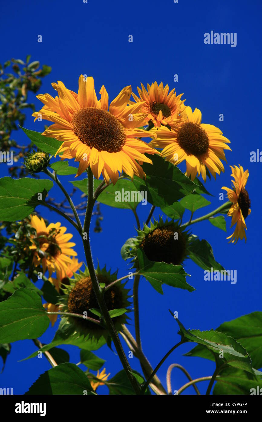Gemeinsame Sonnenblume (Helian annuus) gegen einen dunklen blauen Himmel gesehen Stockfoto