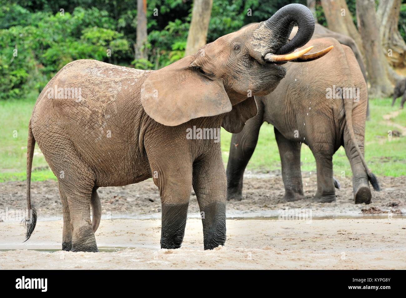 Die Afrikanischen Wald Elefant, Loxodonta africana cyclotis (Wald Wohnung Elefant) der Congo Basin. Auf der Dzanga Kochsalzlösung (a forest Clearing) Zentrale Stockfoto