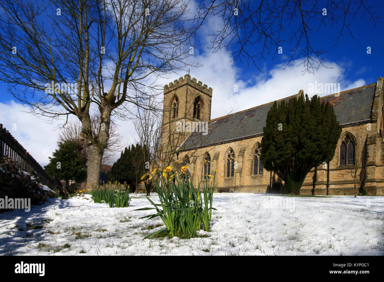 Die Pfarrkirche St. Matthäus in der Marktgemeinde Leyburn North Yorkshire England nach einem Frühling Schnee fallen rund um den Kirchhof Narzissen Stockfoto