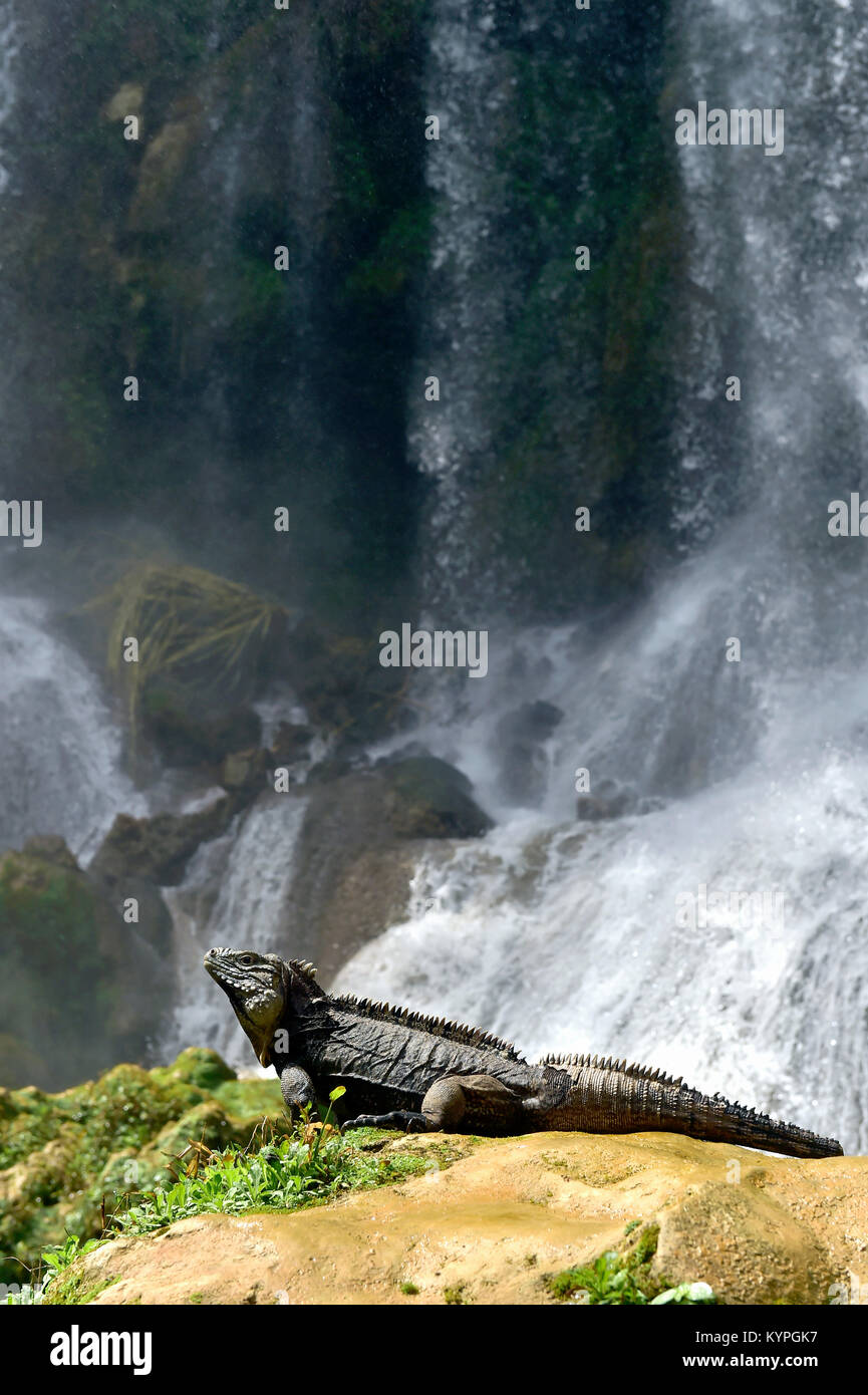 Iguana im Wald neben einem Wasserfall. Kubanische rock Iguana (Cyclura nubila), ebenso wie die kubanischen Boden iguana bekannt. Stockfoto