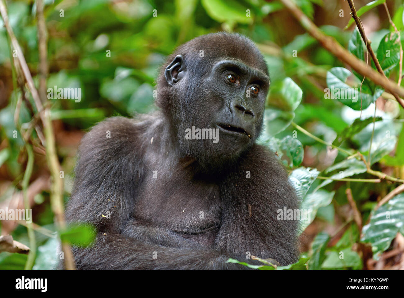 Porträt eines westlichen Flachlandgorilla (Gorilla gorilla Gorilla) Schließen in einem kurzen Abstand. erwachsenes Weibchen ein Gorilla in einem natürlichen Lebensraum. Dschungel o Stockfoto
