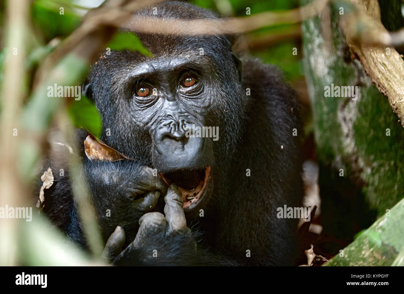 Porträt eines westlichen Flachlandgorilla (Gorilla gorilla Gorilla) Schließen in einem kurzen Abstand. erwachsenes Weibchen ein Gorilla in einem natürlichen Lebensraum. Dschungel o Stockfoto