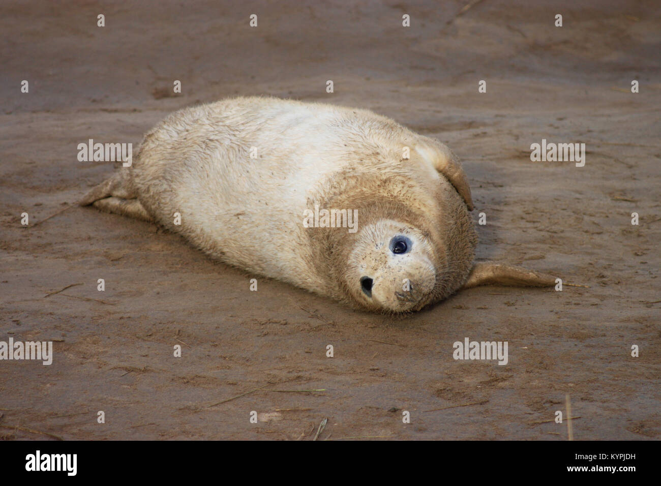 Jungrobben niedliche pelzige Baby Tier (graue Dichtungen) an Donna Nook Lincolnshire coast November 2017 Stockfoto