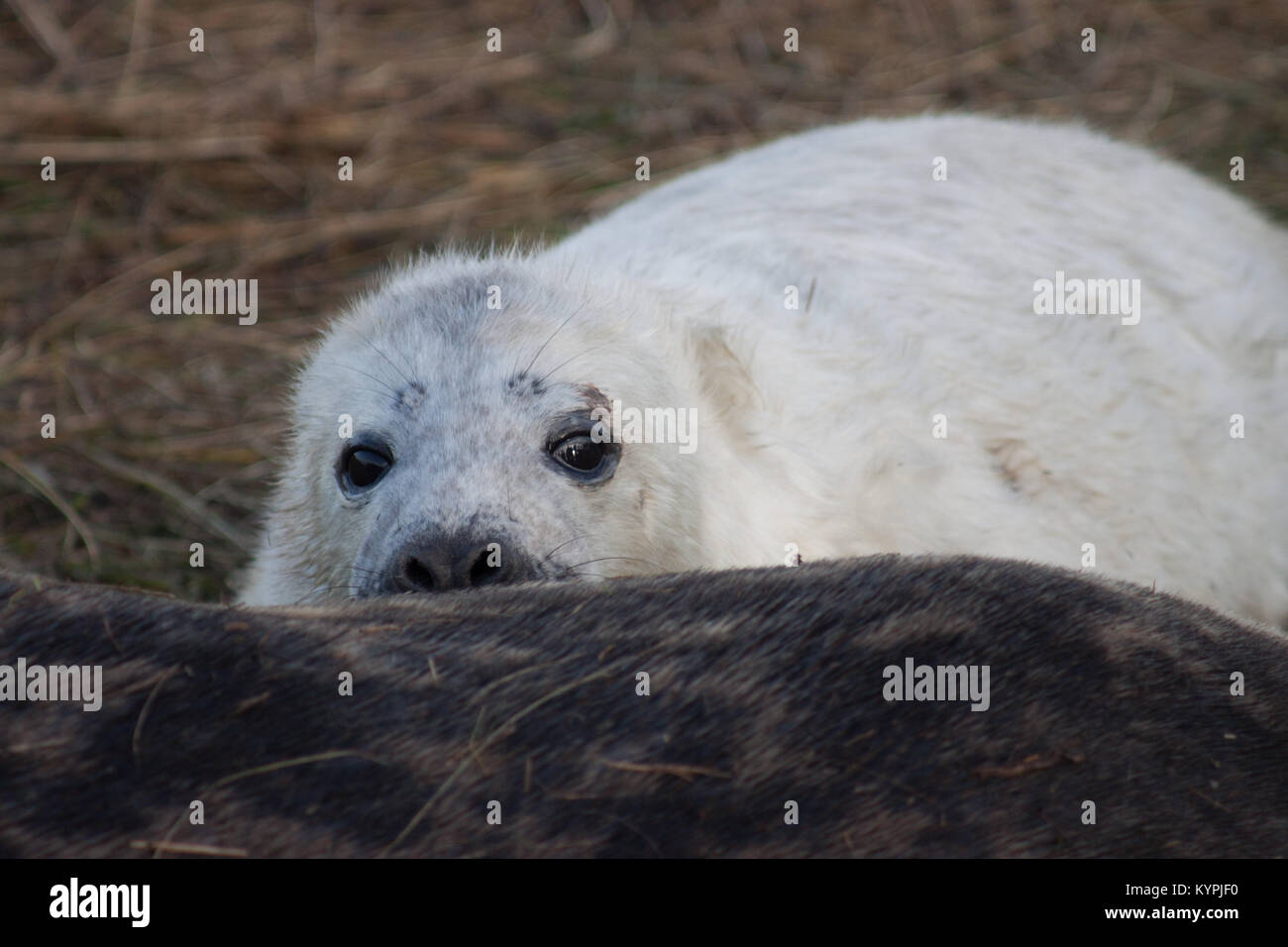 Jungrobben niedliche pelzige Baby Tier (graue Dichtungen) an Donna Nook Lincolnshire coast November 2017 Stockfoto