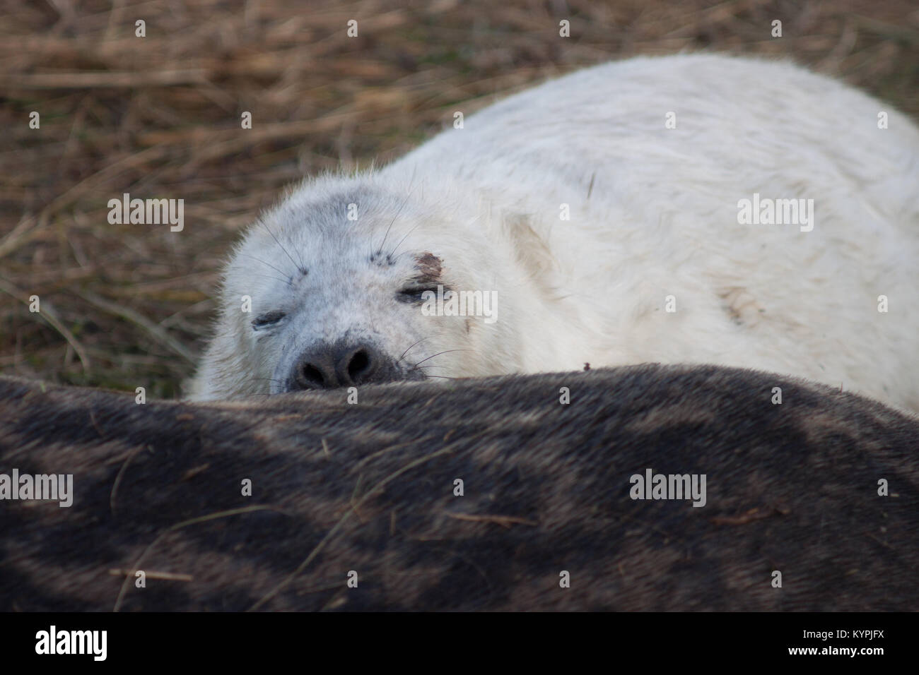 Jungrobben niedliche pelzige Baby Tier (graue Dichtungen) an Donna Nook Lincolnshire coast November 2017 Stockfoto