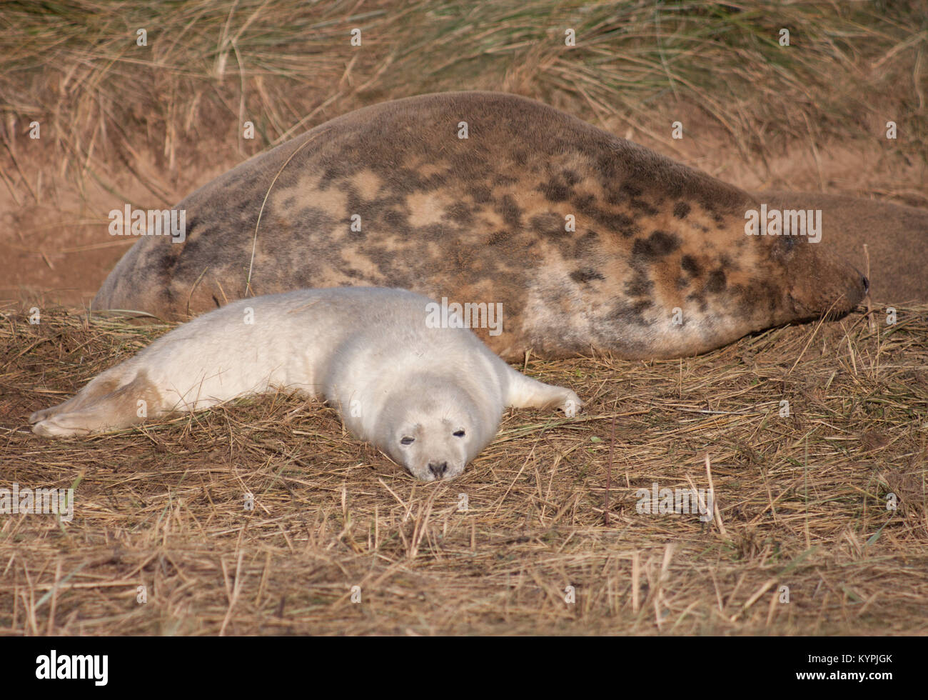 Jungrobben niedliche pelzige Baby Tier (graue Dichtungen) an Donna Nook Lincolnshire coast November 2017 Stockfoto