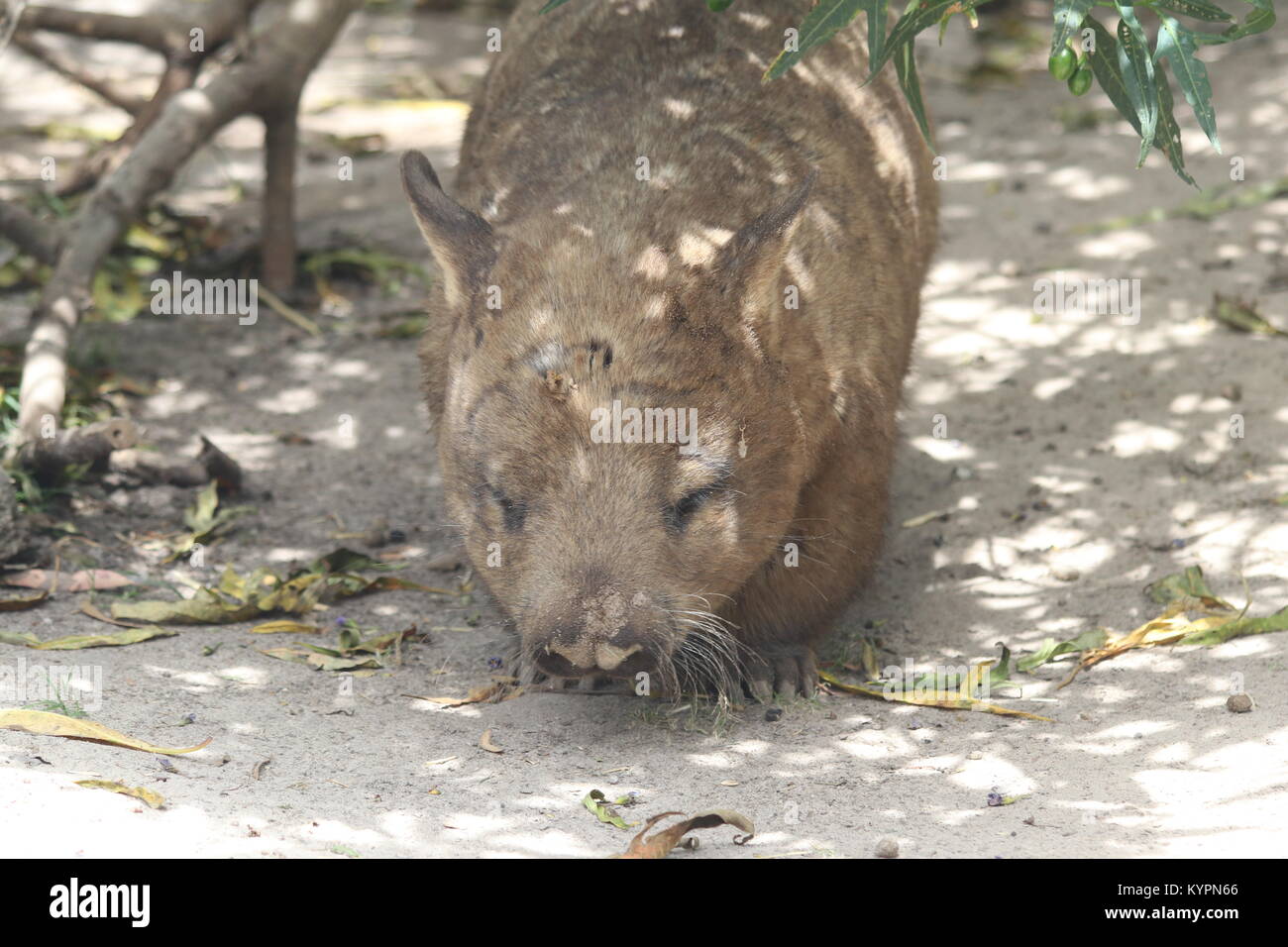 Australische Wombat Kopf geschossen Stockfoto