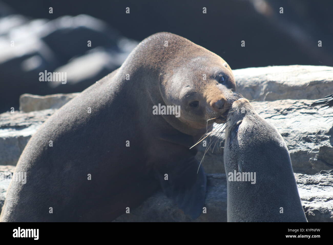 Langen Spitzzange Pelzrobben küssen auf Kangaroo Island Stockfoto