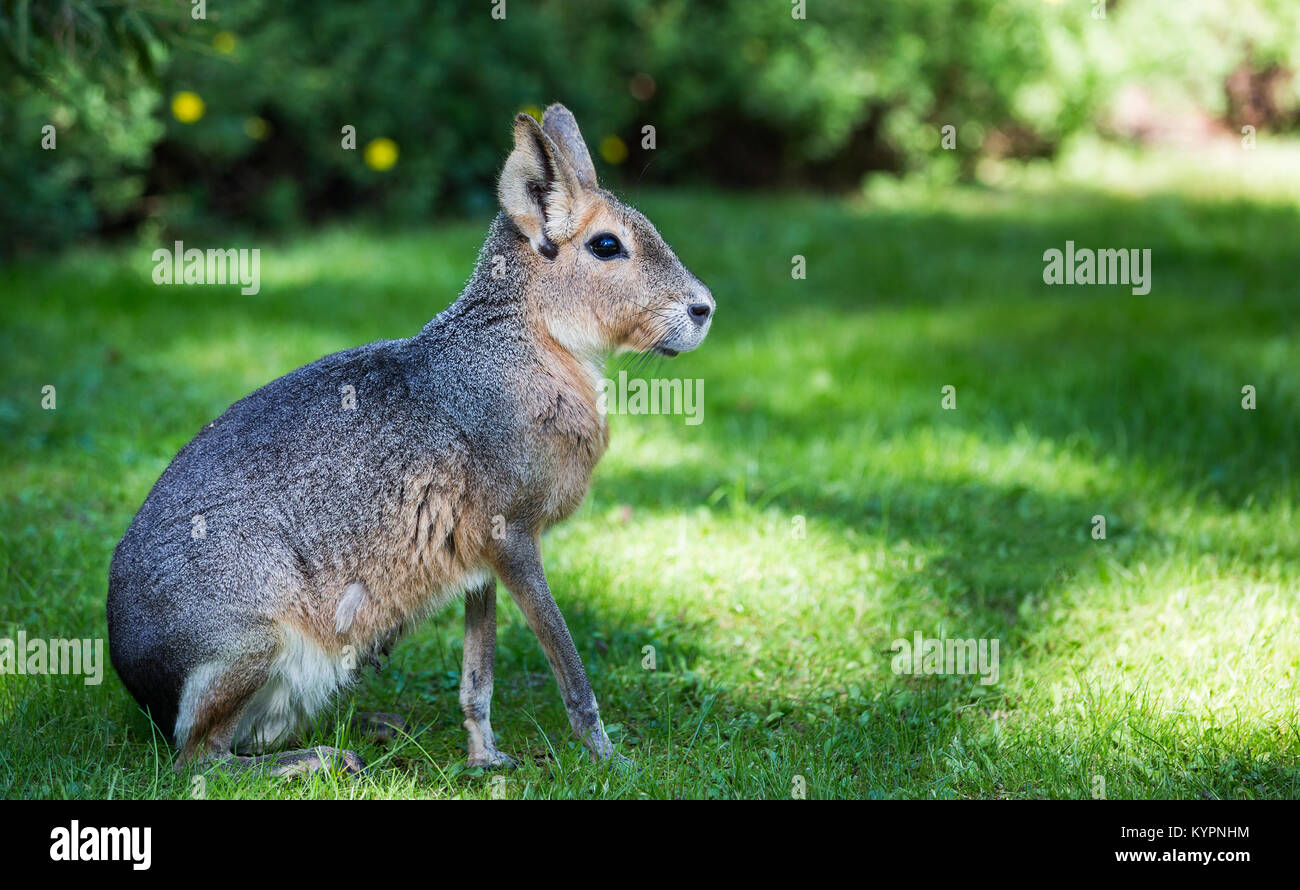 Patagonian Mara (Dolichotis patagonum) ist eine relativ große Nager in der Mara Gattung (Dolichotis). Es wird auch als die patagonischen Cavia bekannt, Patagonien Stockfoto