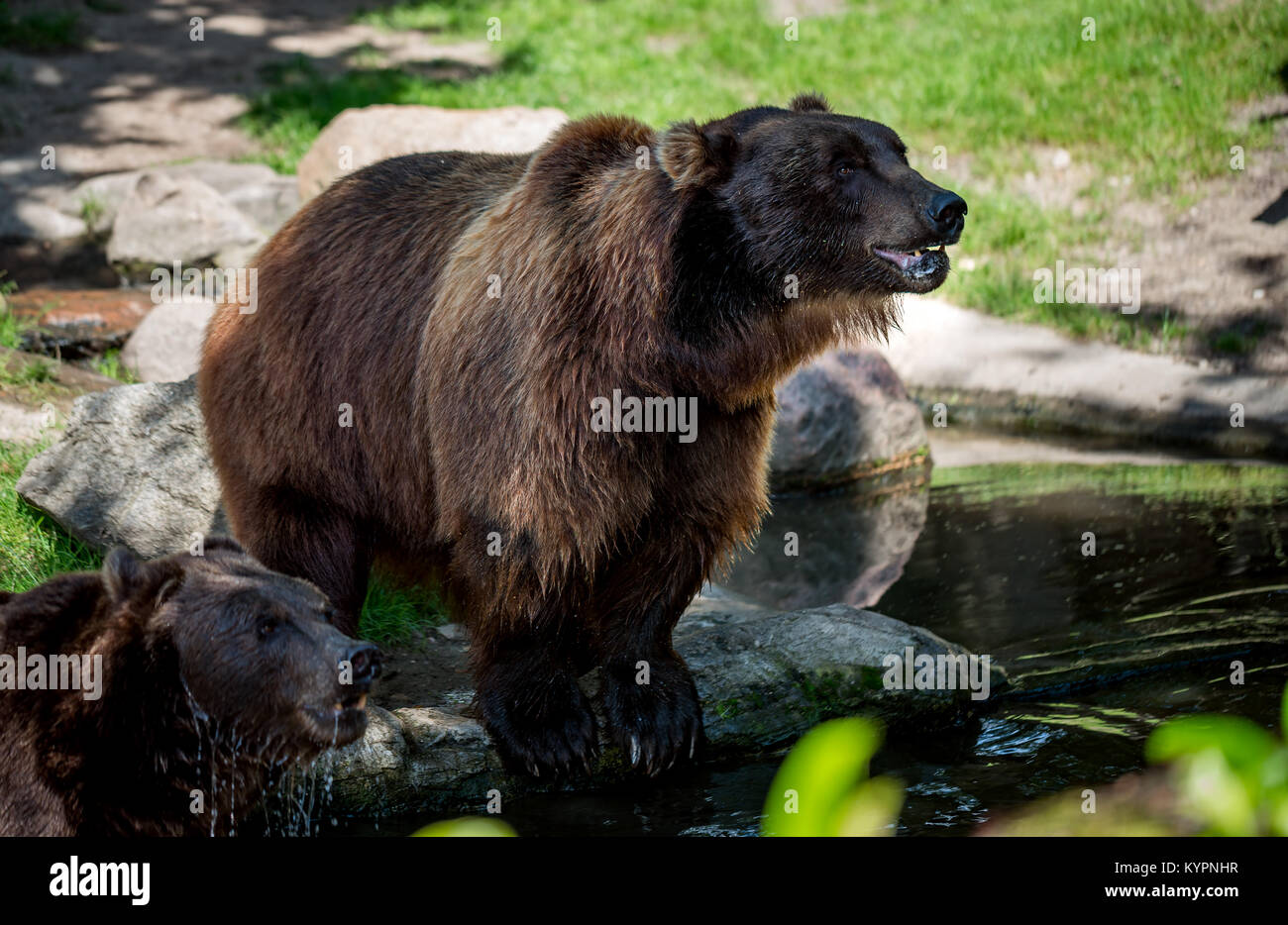 Braunbär (Ursus arctos) ist die am weitesten verbreitet und ist in weiten Teilen der nördlichen Eurasien und Nordamerika gefunden. Stockfoto