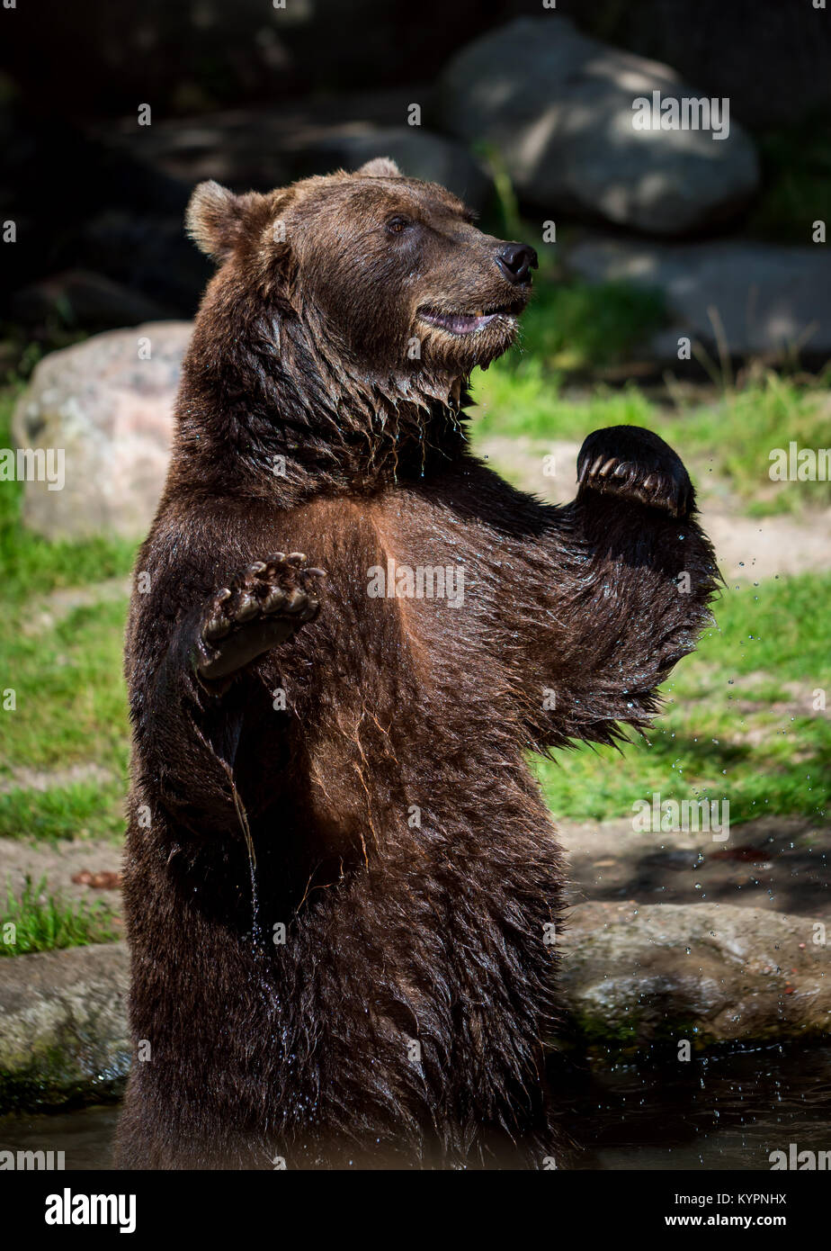 Braunbär (Ursus arctos) ist die am weitesten verbreitet und ist in weiten Teilen der nördlichen Eurasien und Nordamerika gefunden. Stockfoto