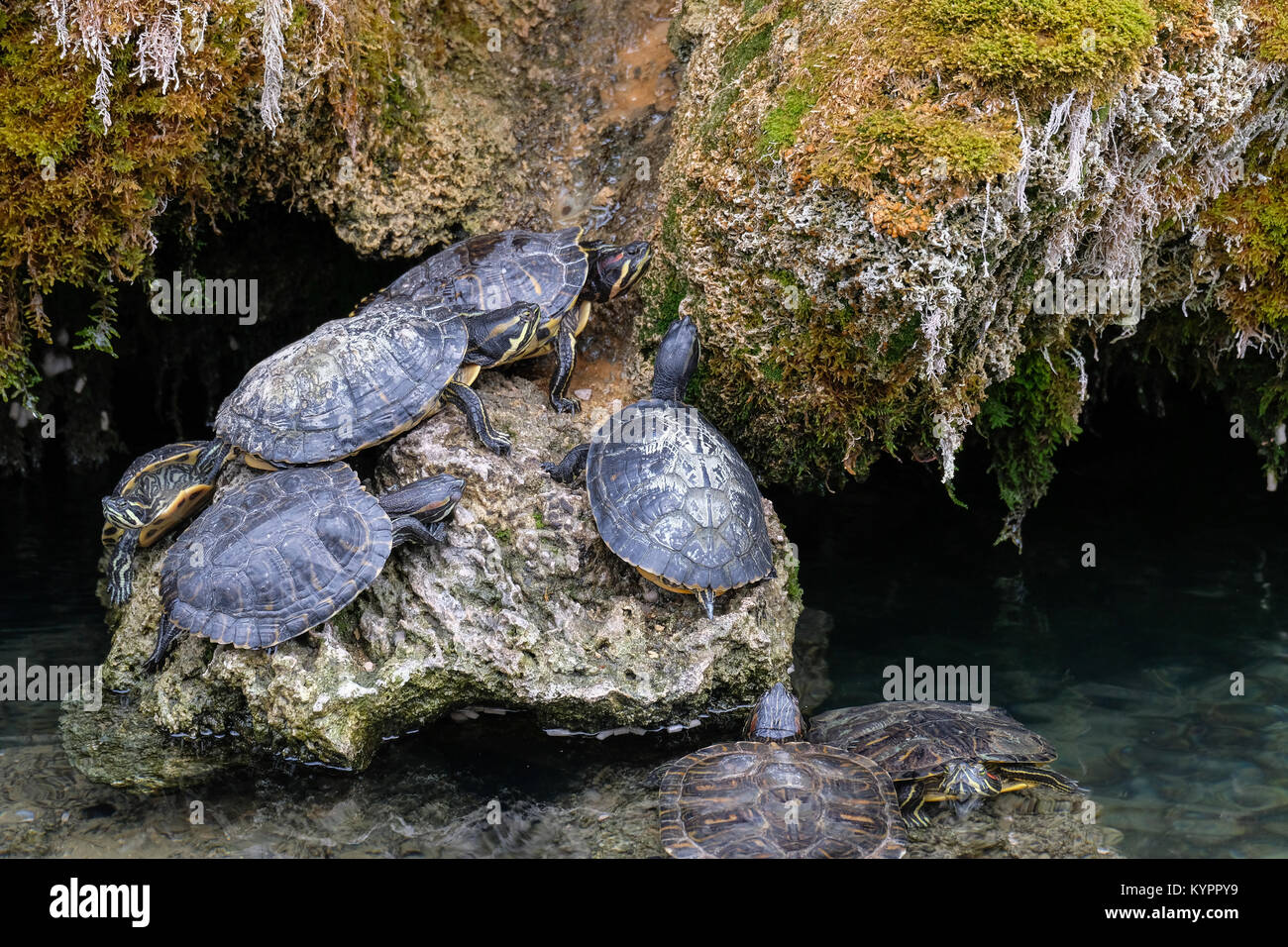 Dutzende von kleinen Schildkröten, bleiben völlig regungslos auf einem kalten Dezember Tag. Stockfoto