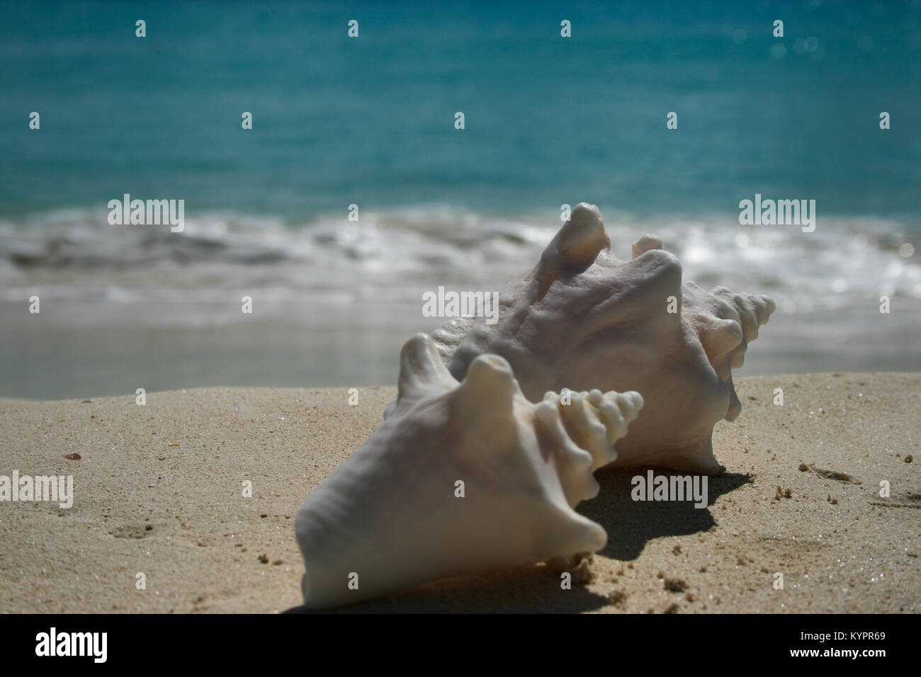 Nahaufnahme von Muscheln und Wellen auf einem Anguilla Strand Stockfoto