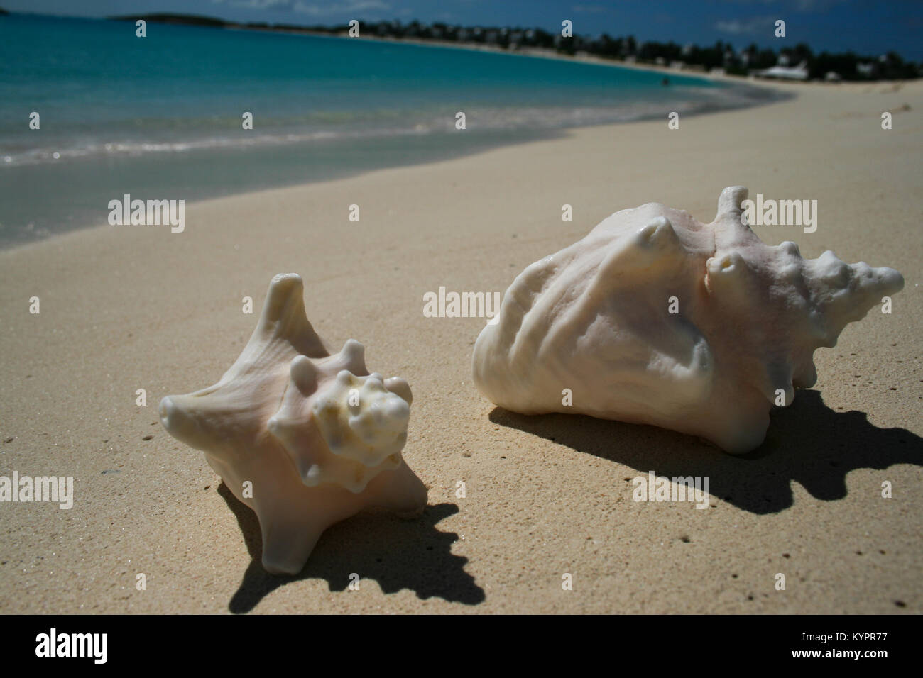 Zwei Muscheln am Strand in Anguilla Stockfoto