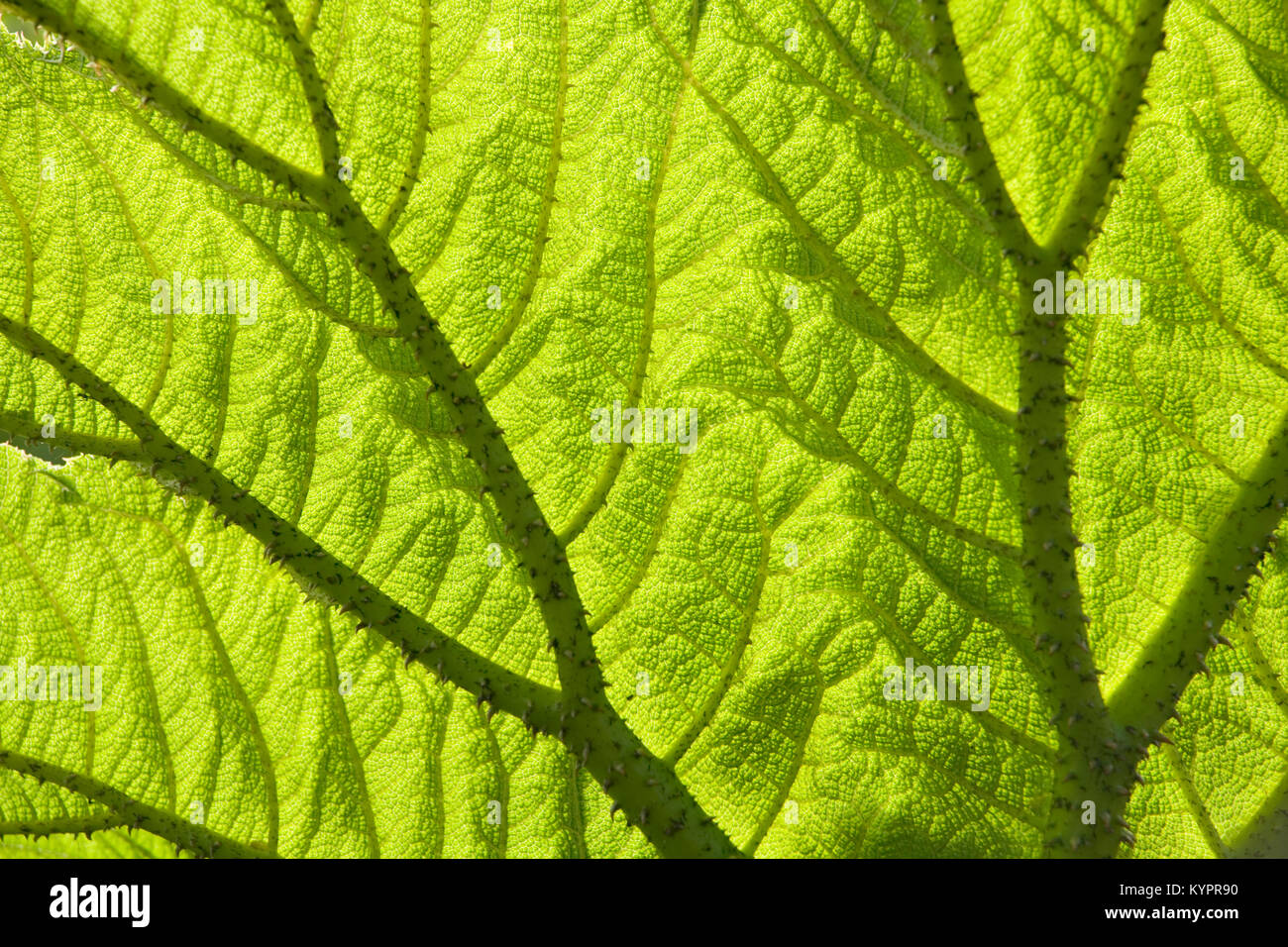 Gunnera Blatt mit Hintergrundbeleuchtung full frame Hintergrund Textur Nahaufnahme Stockfoto