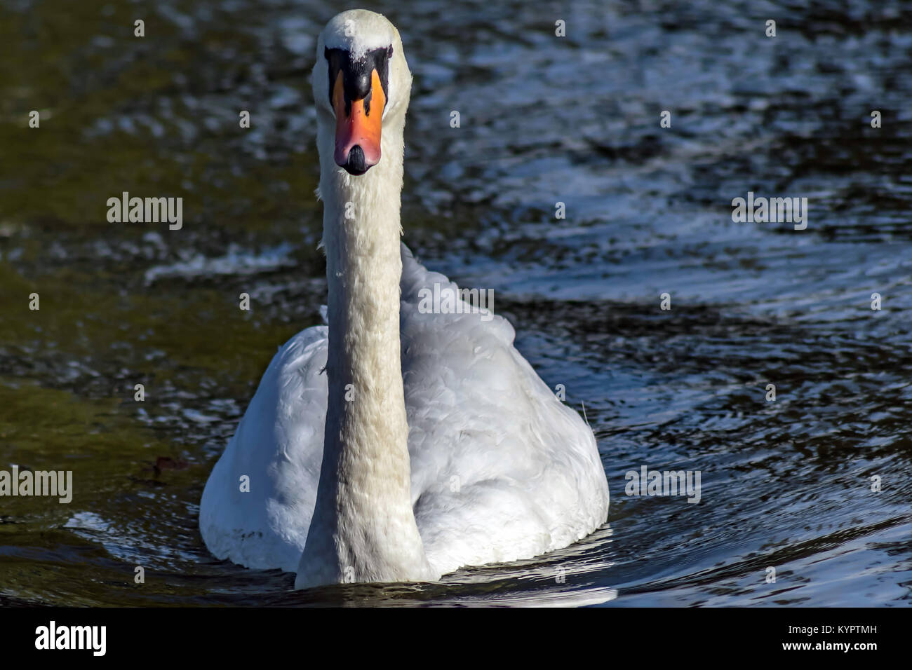 Schwan Stockfoto