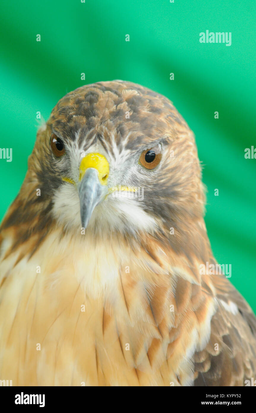 Red Tail Hawk (Buteo Jamaicensis) auf grünem Hintergrund headshot isoliert. Stockfoto
