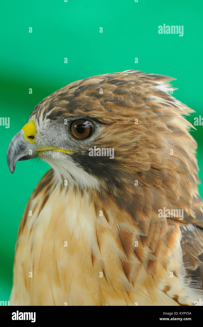 Red Tail Hawk (Buteo Jamaicensis) auf grünem Hintergrund headshot isoliert. Stockfoto