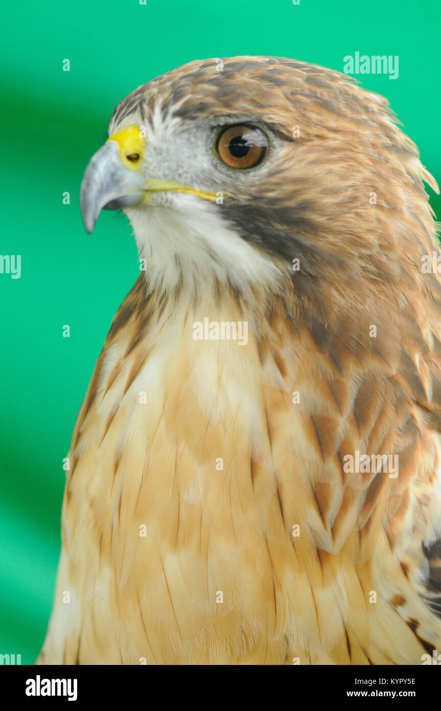 Red Tail Hawk (Buteo Jamaicensis) auf grünem Hintergrund headshot isoliert. Stockfoto