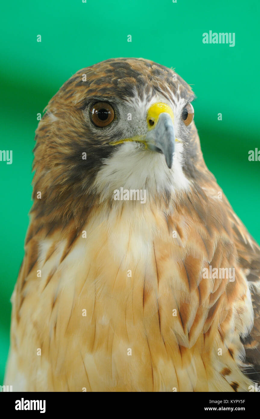 Red Tail Hawk (Buteo Jamaicensis) auf grünem Hintergrund headshot isoliert. Stockfoto