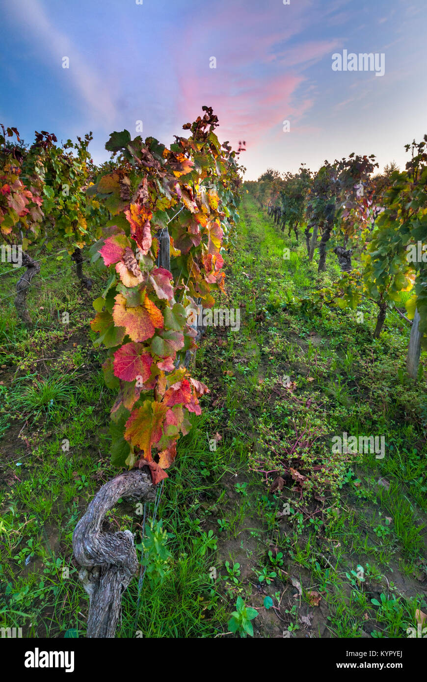 SAINT EMILION MERLOT WEINGUT HERBST Sonnenuntergang über Weinberg von Château Troplong Mondot Gironde, Frankreich. St-Émilion Bordeaux Stockfoto