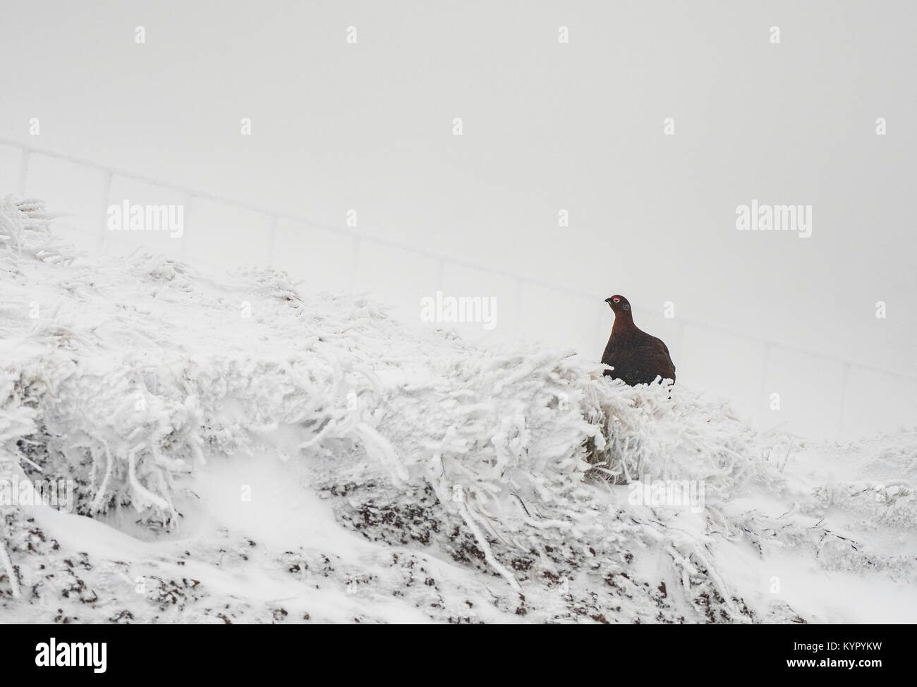 - Moorschneehuhn Lagopus lagopus Scotica im Winter schnee Stockfoto