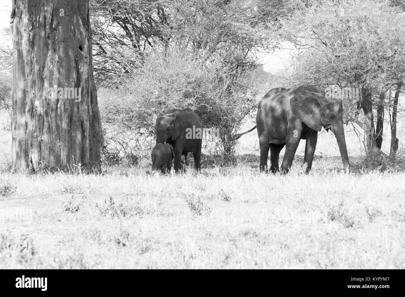 Afrikanische Elefanten, der Gattung Loxodonta im Tarangire Nationalpark, Tansania Stockfoto