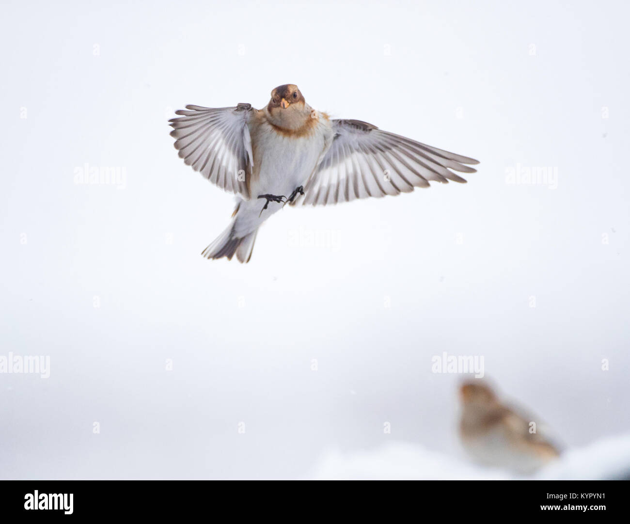 Schneeammer im Hochland von Schottland Stockfoto