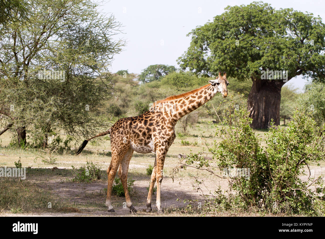 Die Giraffe (GIRAFFA), Gattung der Afrikanischen selbst-toed ungulate Säugetiere, die größten lebenden Landtiere und die größte Wiederkäuer, Teil der Big Fiv Stockfoto