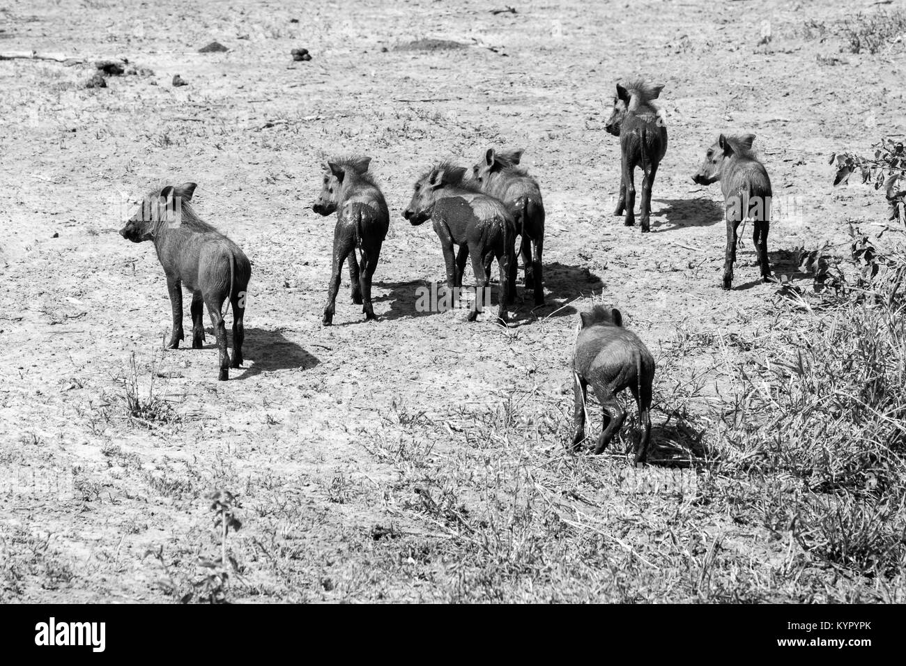 Die gemeinsame Warzenschwein (Phacochoerus africanus), wilde Mitglied der Familie der Schweine (Suidae) im Grünland, Savanne gefunden, und Waldland in Tarangire National Pa Stockfoto