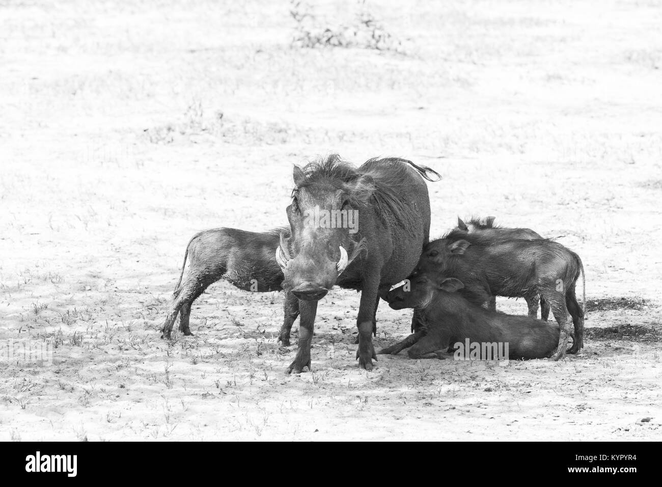 Die gemeinsame Warzenschwein (Phacochoerus africanus), wilde Mitglied der Familie der Schweine (Suidae) im Grünland, Savanne gefunden, und Waldland in Tarangire National Pa Stockfoto