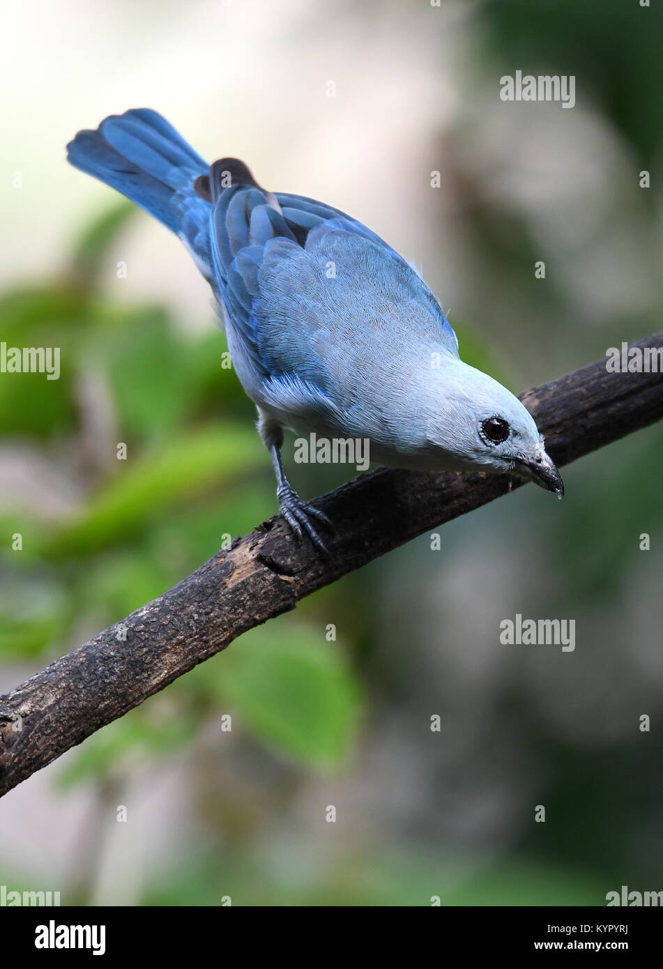 Blau-grau Tanager (Thraupis episcopus) in Costa Rica Stockfoto