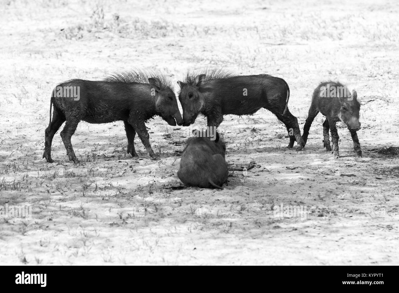 Die gemeinsame Warzenschwein (Phacochoerus africanus), wilde Mitglied der Familie der Schweine (Suidae) im Grünland, Savanne gefunden, und Waldland in Tarangire National Pa Stockfoto