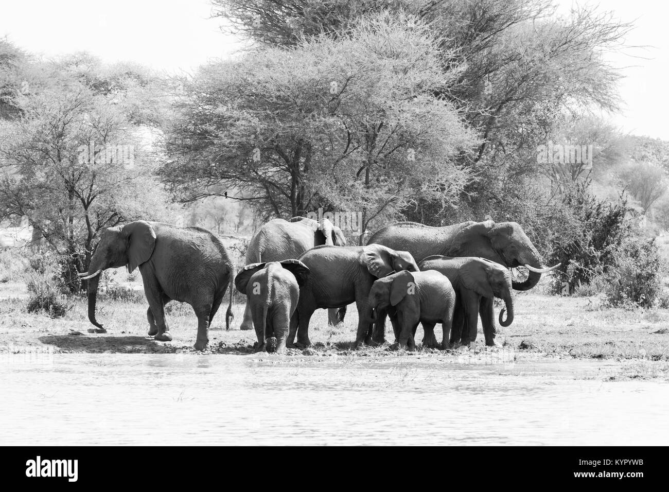 Afrikanische Elefanten, der Gattung Loxodonta im Tarangire Nationalpark, Tansania Stockfoto