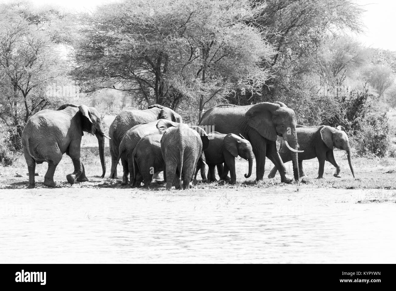 Afrikanische Elefanten, der Gattung Loxodonta im Tarangire Nationalpark, Tansania Stockfoto