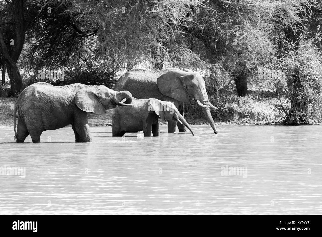 Afrikanische Elefanten, der Gattung Loxodonta im Tarangire Nationalpark, Tansania Stockfoto