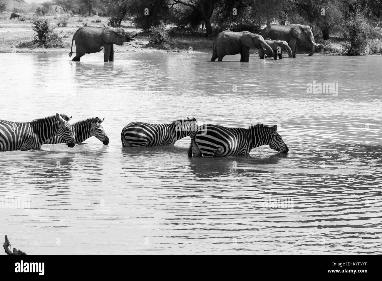 Afrikanische Elefanten, der Gattung Loxodonta im Tarangire Nationalpark, Tansania Stockfoto