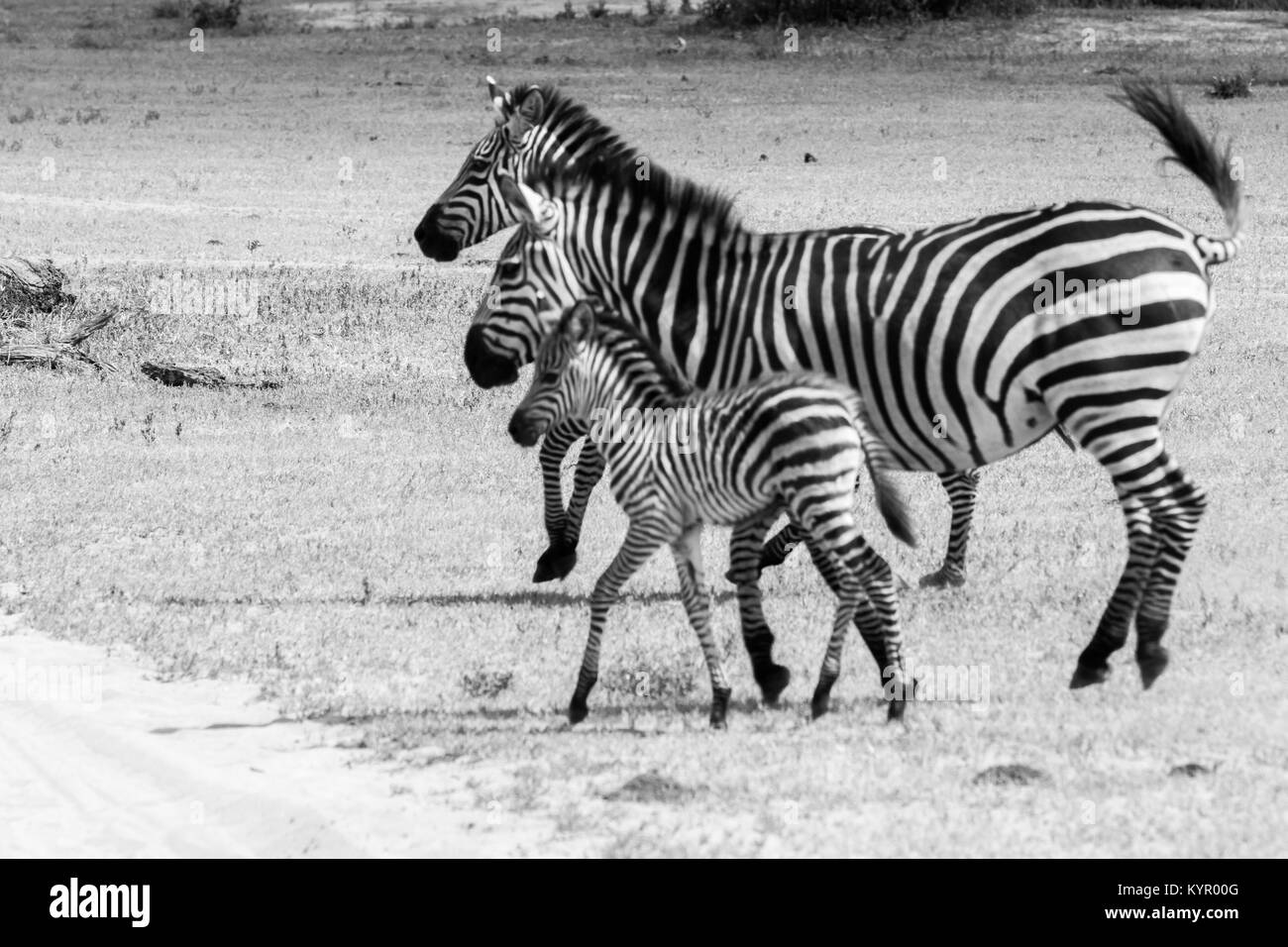 Zebra Arten der Afrikanischen Equiden (Pferde Familie), vereint durch ihren charakteristischen schwarz-weiß gestreifte Mäntel in verschiedenen Mustern, die bei jedem Einzelnen Stockfoto