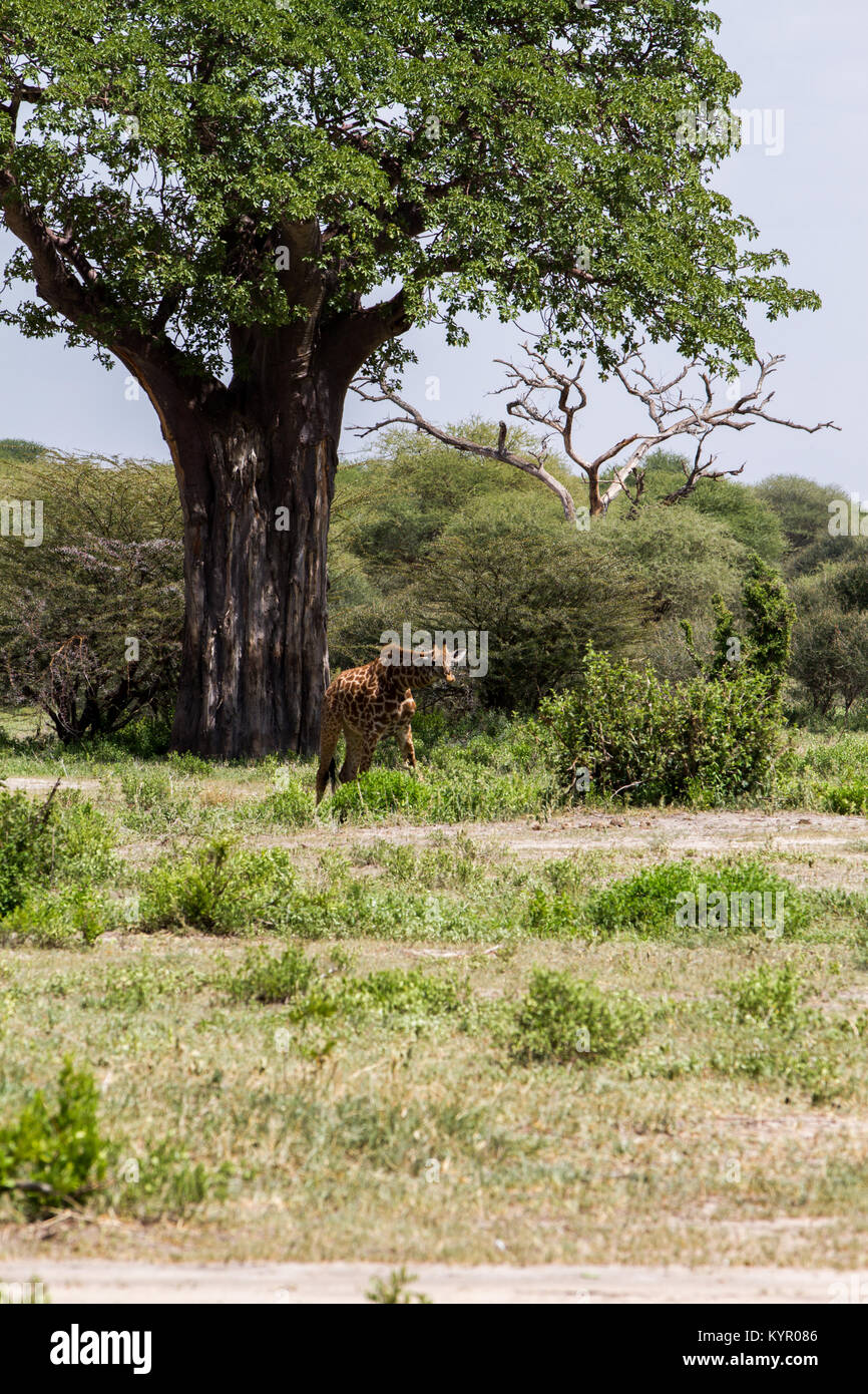 Die Giraffe (GIRAFFA), Gattung der Afrikanischen selbst-toed ungulate Säugetiere, die größten lebenden Landtiere und die größte Wiederkäuer, Teil der Big Fiv Stockfoto