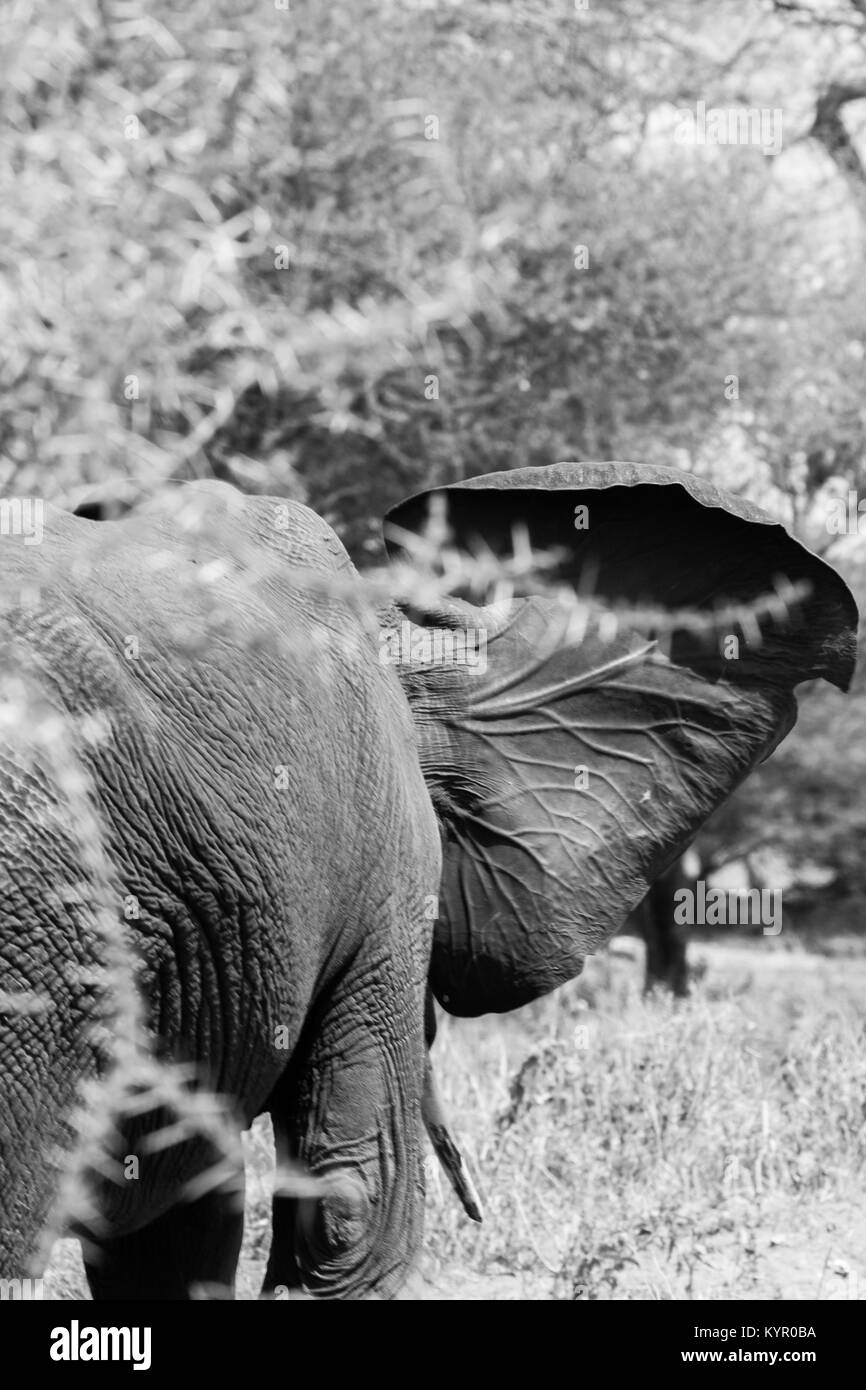 Afrikanische Elefanten, der Gattung Loxodonta im Tarangire Nationalpark, Tansania Stockfoto