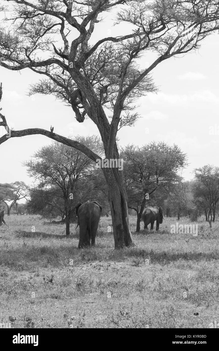 Afrikanische Elefanten, der Gattung Loxodonta im Tarangire Nationalpark, Tansania Stockfoto
