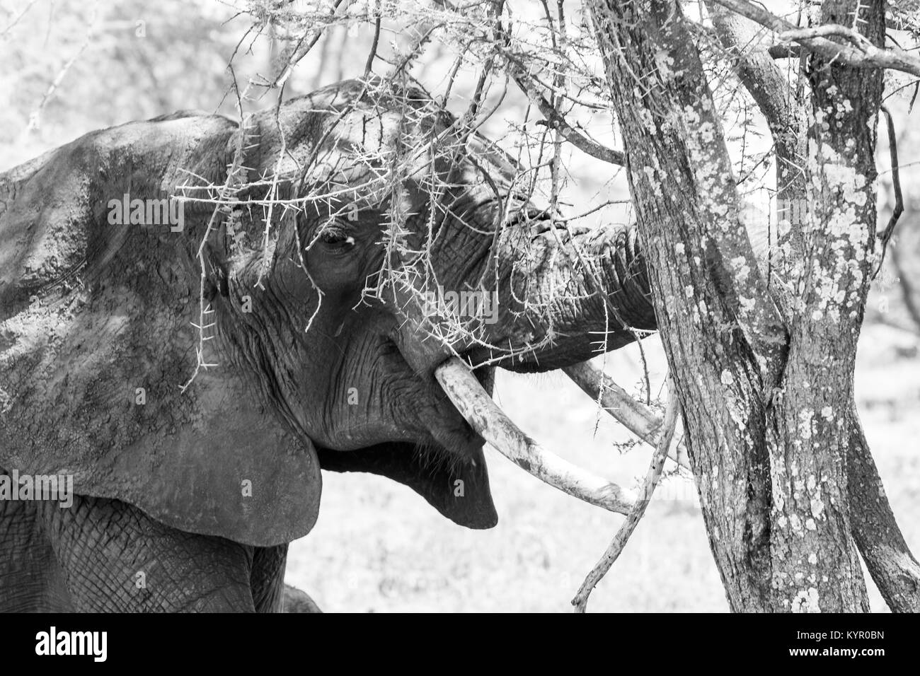 Afrikanische Elefanten, der Gattung Loxodonta im Tarangire Nationalpark, Tansania Stockfoto