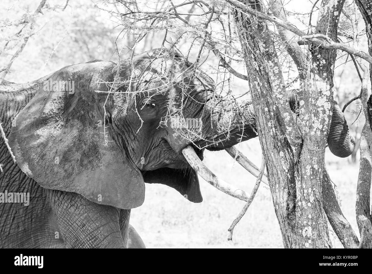 Afrikanische Elefanten, der Gattung Loxodonta im Tarangire Nationalpark, Tansania Stockfoto