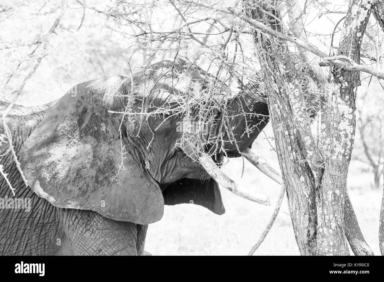 Afrikanische Elefanten, der Gattung Loxodonta im Tarangire Nationalpark, Tansania Stockfoto