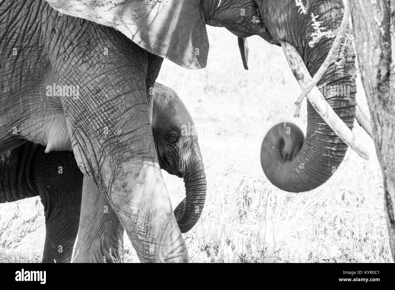 Afrikanische Elefanten, der Gattung Loxodonta im Tarangire Nationalpark, Tansania Stockfoto