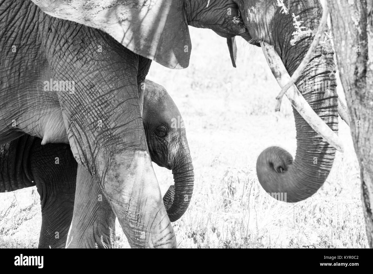 Afrikanische Elefanten, der Gattung Loxodonta im Tarangire Nationalpark, Tansania Stockfoto