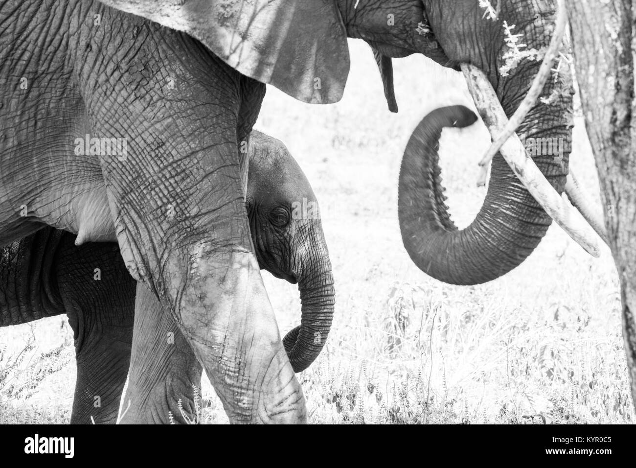 Afrikanische Elefanten, der Gattung Loxodonta im Tarangire Nationalpark, Tansania Stockfoto