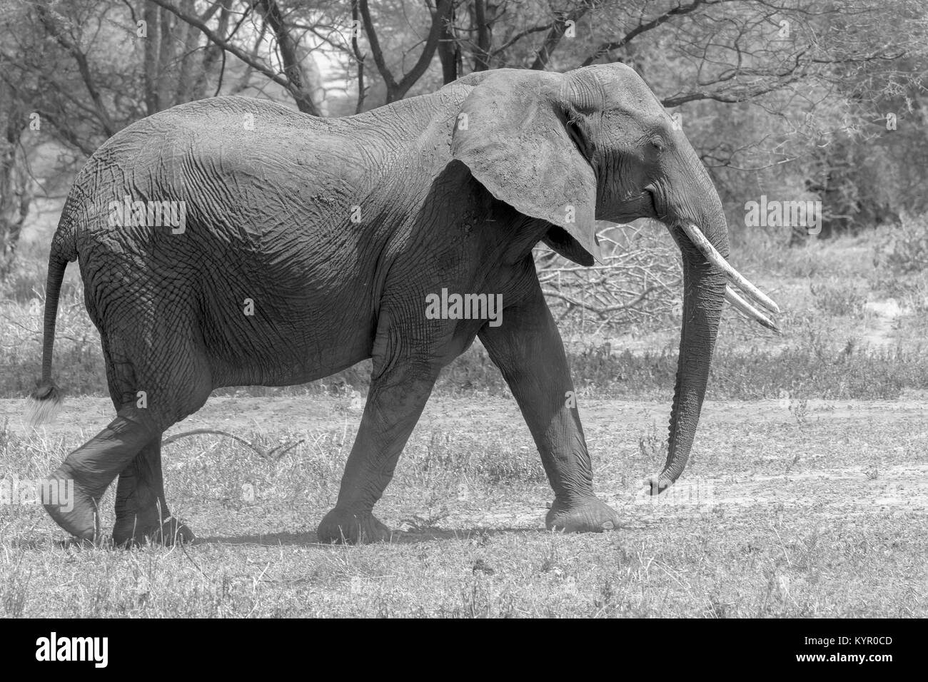 Afrikanische Elefanten, der Gattung Loxodonta im Tarangire Nationalpark, Tansania Stockfoto