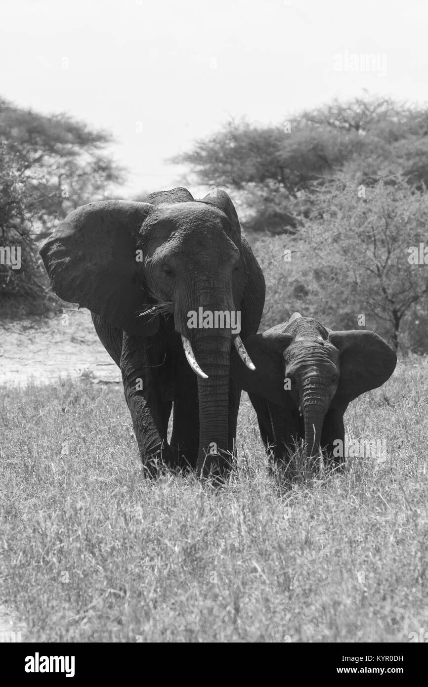 Afrikanische Elefanten, der Gattung Loxodonta im Tarangire Nationalpark, Tansania Stockfoto