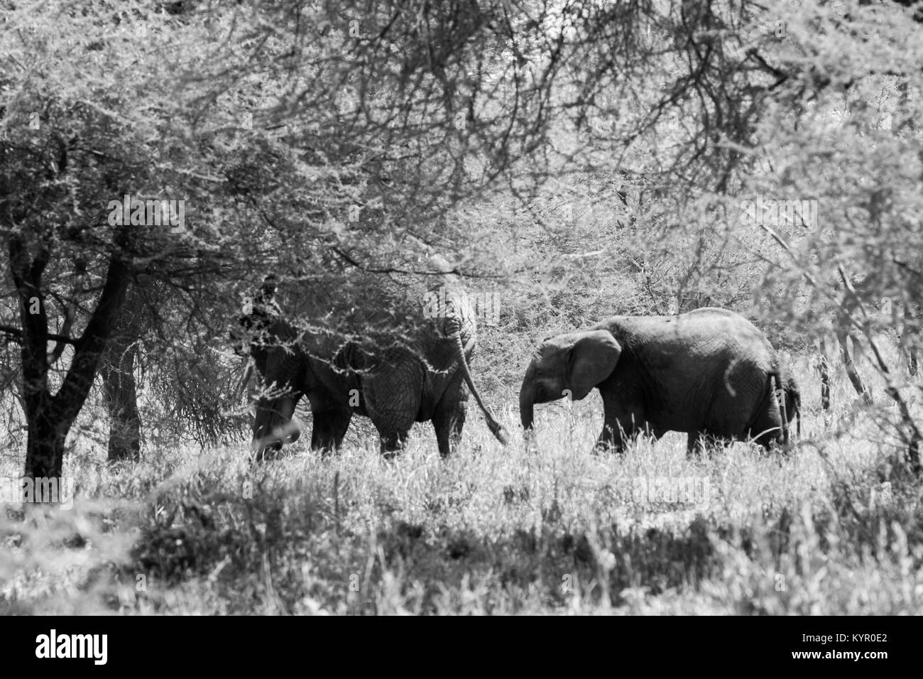 Afrikanische Elefanten, der Gattung Loxodonta im Tarangire Nationalpark, Tansania Stockfoto